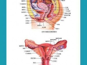 清晰呈现女性身体内部结构的科普图