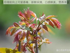 无尽得到向上可爱香椿，新鲜采摘，口感鲜美，营养丰富