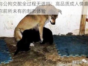 女人与公拘交酡全过程无遮挡：高品质成人情趣用品，带给你前所未有的刺激体验