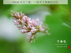 4438 五月丁香：一场关于青春的记忆