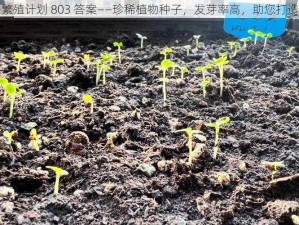 希露薇の繁殖计划 803 答案——珍稀植物种子，发芽率高，助您打造美丽花园