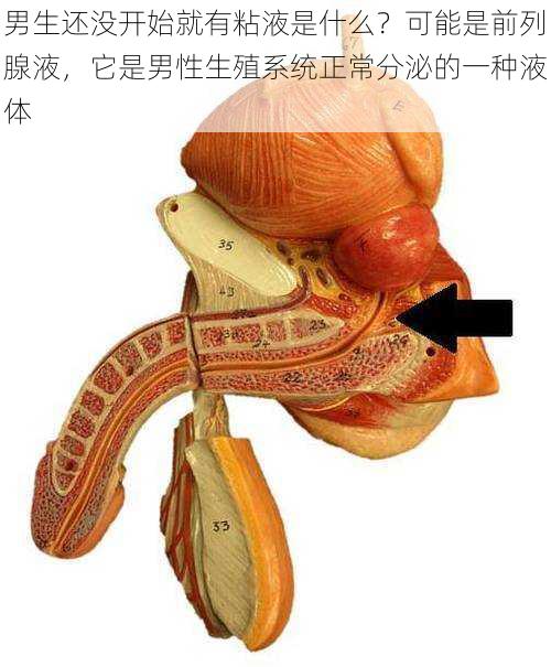 男生还没开始就有粘液是什么？可能是前列腺液，它是男性生殖系统正常分泌的一种液体