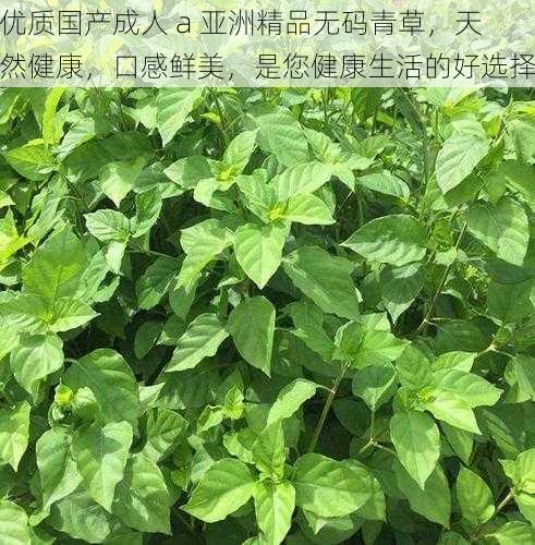 优质国产成人 a 亚洲精品无码青草，天然健康，口感鲜美，是您健康生活的好选择