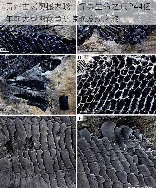 贵州古老奥秘揭晓：探寻生命之源 244亿年前大型肉食鱼类惊艳发现之旅