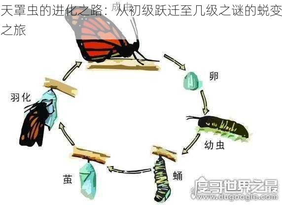 天罩虫的进化之路：从初级跃迁至几级之谜的蜕变之旅