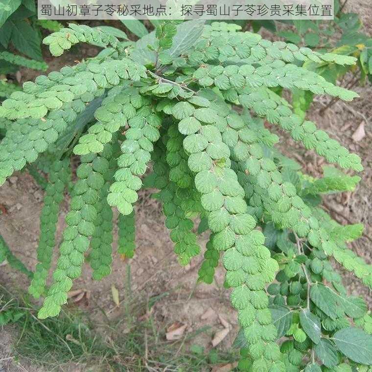 蜀山初章子苓秘采地点：探寻蜀山子苓珍贵采集位置