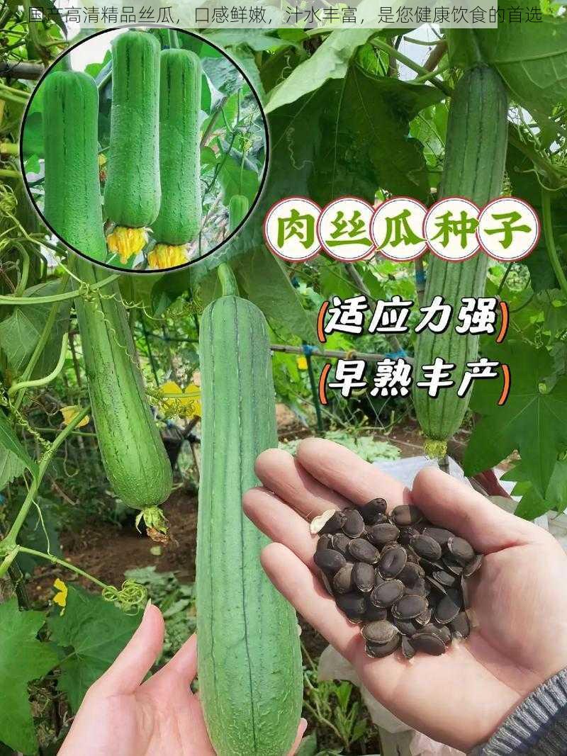 国产高清精品丝瓜，口感鲜嫩，汁水丰富，是您健康饮食的首选